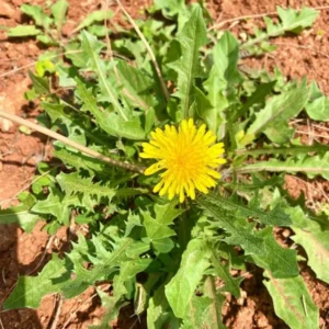 Dandelion Plant – Live Plant – 4 Inch Pot – Outdoor - Image 4