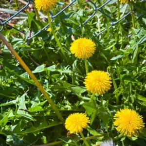 Dandelion Plant – Live Plant – 4 Inch Pot – Outdoor - Image 5