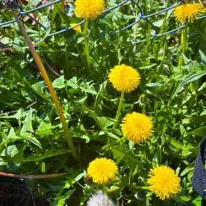 Dandelion Plant – Live Plant – 4 Inch Pot – Outdoor - Image 6