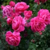 Deep Pink Rose Climber Plant – Live plant – Bare root – Climbing rose – Outdoor - Image 1