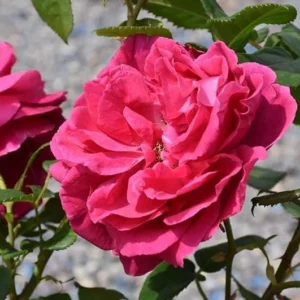 Deep Pink Rose Climber Plant – Live plant – Bare root – Climbing rose – Outdoor - Image 2