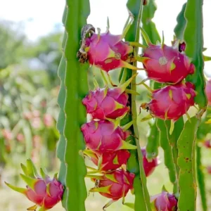 Dragon Fruit Cuttings – Live Plant – 10-12 Inches – Outdoor - Image 4