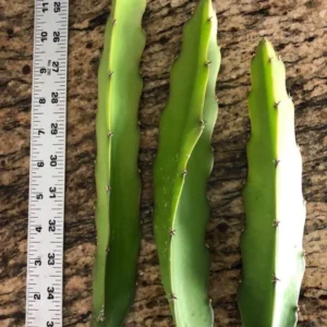 Dragon Fruit Live Plant Cuttings - 3 Cuttings 10-12 Inches Long - Outdoor - Image 2