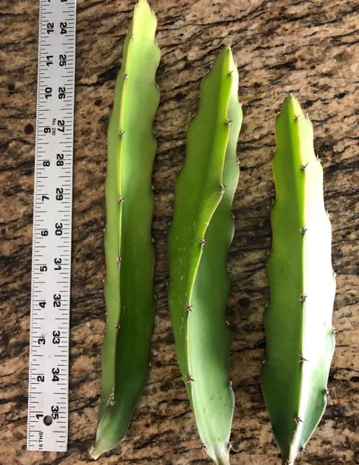 Dragon Fruit Live Plant Cuttings - 3 Cuttings 10-12 Inches Long - Outdoor - Image 2