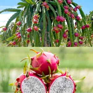 Dragon Fruit Live Plant Cuttings - 3 Cuttings 10-12 Inches Long - Outdoor - Image 1