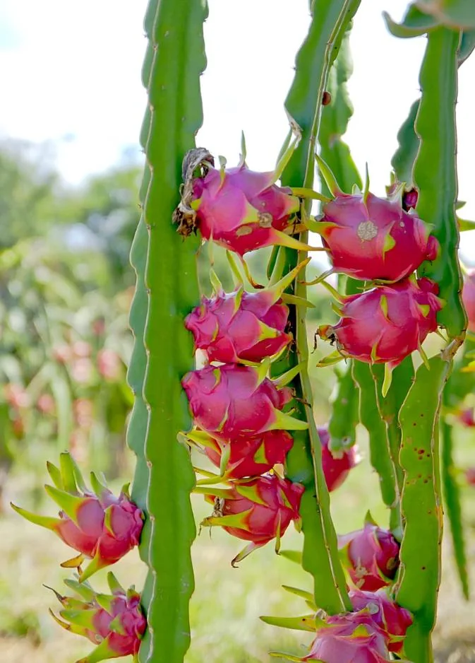 Dragon Fruit Live Plant Cuttings - 3 Cuttings 10-12 Inches Long - Outdoor - Image 4