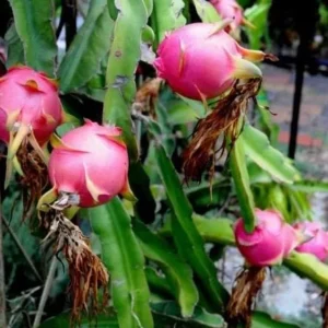 Dragon Fruit Live Plant Cuttings - 3 Cuttings 10-12 Inches Long - Outdoor - Image 5