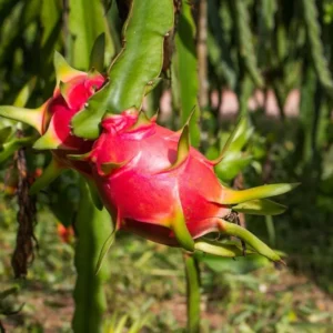 Dragon Fruit Live Plant Cuttings - 3 Cuttings 10-12 Inches Long - Outdoor - Image 6