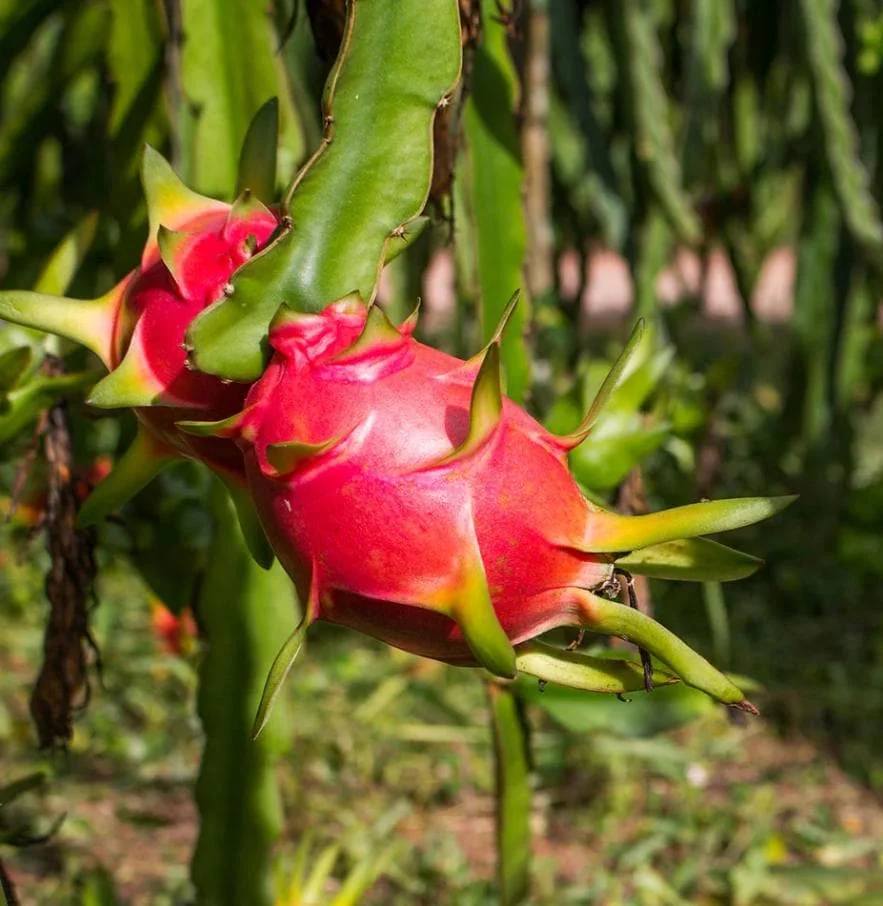 Dragon Fruit Live Plant Cuttings - 3 Cuttings 10-12 Inches Long - Outdoor - Image 6