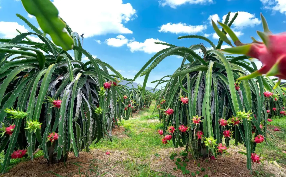 Dragon Fruit Live Plant Cuttings - 3 Cuttings 10-12 Inches Long - Outdoor - Image 7
