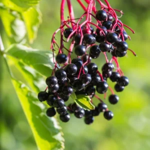 Elderberry Tree – Live Plant – Outdoor – Height 5 to 12 Feet - Image 5
