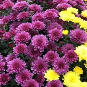 Pink Mum Plant Live - 4 to 6 Inch Hardy Chrysanthemum Perennial for Home Garden