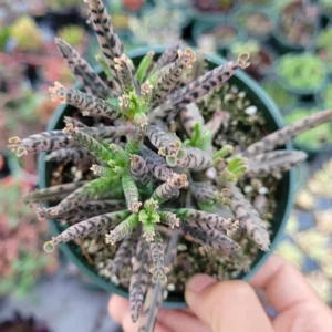 Kalanchoe Tubiflora 'Mother of Millions' Succulent Plant 2 Inch Pot for Garden Decor