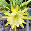 Epiphyllum Orchid Cactus – Live Plant – 6-8 Inches Tall – Indoor - Image 1