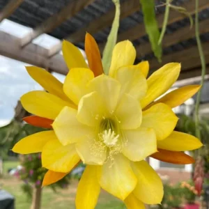 Epiphyllum Orchid Cactus – Live Plant – 6-8 Inches Tall – Indoor - Image 2
