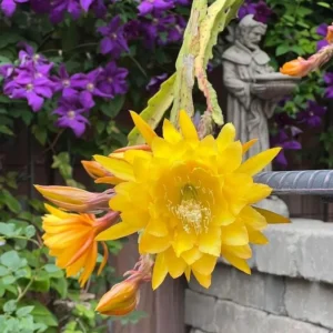 Epiphyllum Orchid Cactus – Live Plant – 6-8 Inches Tall – Indoor - Image 3