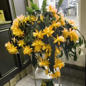 Epiphyllum Orchid Cactus – Live Plant – 6-8 Inches Tall – Indoor - Image 5