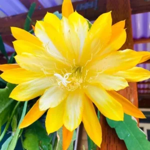 Epiphyllum Orchid Cactus – Live Plant – 6-8 Inches Tall – Indoor - Image 6