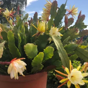 Epiphyllum Orchid Cactus – Live Plant – 6-8 Inches Tall – Indoor - Image 7