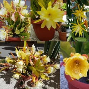 Epiphyllum Orchid Cactus – Live Plant – 6-8 Inches Tall – Indoor - Image 8