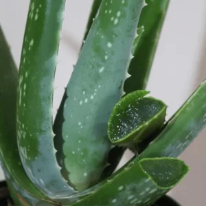 Aloe Vera Live Plant – Indoor Succulent – 4 Inch Potted – Houseplant - Image 8