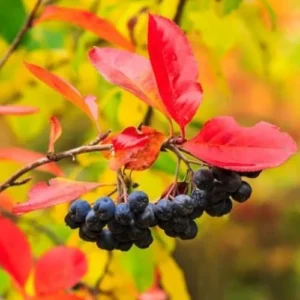 Black Chokeberry Plant Live - Aronia Berry Edible Plant 6-12 Inch Tall