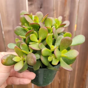 Crassula Ovata 'Baby Jade' Succulent Plant 2 Inch Potted Multicolor Home Decor