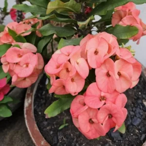 Pink Salmon Crown of Thorns Plant Live - 5-8