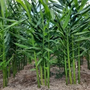 4 Shampoo Ginger Roots 1 Year Old, Fresh Awapuhi Red Ginger Rhizomes Oudoor Planting, Pinecone Zerumbet Zingiber, Ginger Lily Flowers