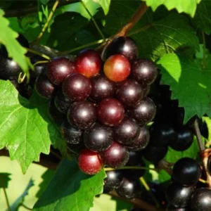 Set of 3 Black Muscadine Grape Plants Live, 4-6