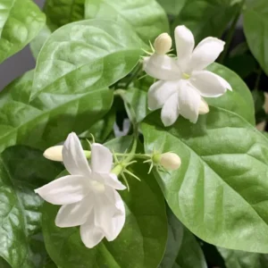 Arabian Jasmine Plant Live - 12-15 Inch Fragrant Vine Shrub - Outdoor Garden Ready