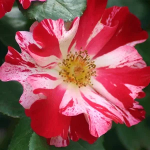 Fourth of July Climbing Rose – Live plant – Outdoor – 5 to 7 inches tall - Image 2