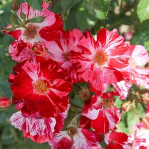 Fourth of July Climbing Rose – Live plant – Outdoor – 5 to 7 inches tall - Image 3