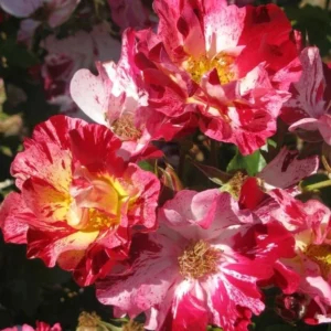 Fourth of July Climbing Rose – Live plant – Outdoor – 5 to 7 inches tall - Image 1