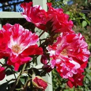 Fourth of July Climbing Rose – Live plant – Outdoor – 5 to 7 inches tall - Image 4