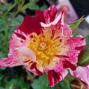 Fourth of July Climbing Rose – Live plant – Outdoor – 5 to 7 inches tall - Image 5