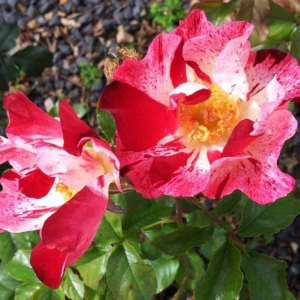 Fourth of July Climbing Rose – Live plant – Outdoor – 5 to 7 inches tall - Image 6