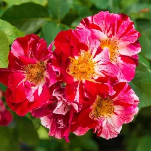 Fourth of July Climbing Rose – Live plant – Outdoor – 5 to 7 inches tall - Image 7