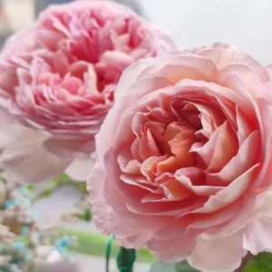 Apricot-Light Pink Rose Flower Plant – Live plant – 4 to 6 Inch Tall – Outdoor - Image 4