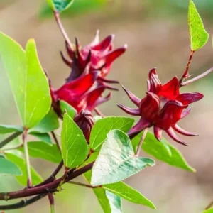 Roselle Hibiscus Plants - 2 Live Hibiscus Sabdariffa in 4 inch Pot
