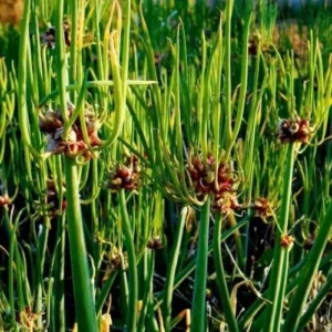 Set 20 Egyptian Walking Onions Bulbs for Planting, High Yield Walking Onion Tubers for Perennial Planting, Outdoor, Winter Hardy in Zones 3–9