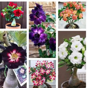 4 Desert Rose Plants Live, Desert Rose Plants Live In Flower Pot 3 To 4 Inches Tall