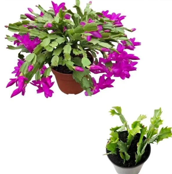Purple Christmas Cactus Live Plant – Holiday Cactus – 2" Pot – Indoor/Outdoor - Image 3