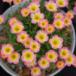 Candy Box Peach Oxalis Live Starter Plant for Planting, Oxalis Plant in Home Garden, 4