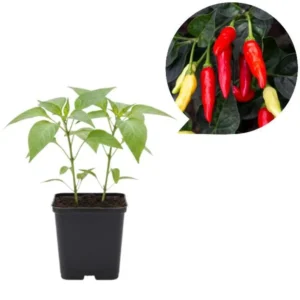 Tabasco Hot Pepper Live Starter Plant for Planting, 2 Plants in 1 Pot, 3"-6"Tall, Spicy Chili Perfect for Outdoor Garden (No Ship CA)