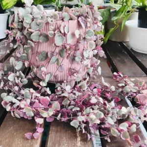 Variegated String of Hearts Plant Live 4 Inch Potted Trailing Succulent