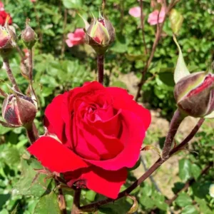 Rose Bush Live Plant Hybrid Tea Rose 5-9 Inch Red Fragrant Flowers