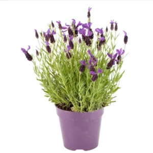 1 French Lavender Live Starter Plant for Planting, 4"Tall, 4"Pot, Lavender Plants Live Indoor Outdoor, for Growing in Garden (No Ship CA)