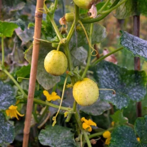 Lemon Cucumber Live Plant – Heirloom Vegetable Starter – 4-7