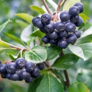 Black Chokeberry Plant Live - Aronia Berry Edible Plant 6-12 Inch Tall